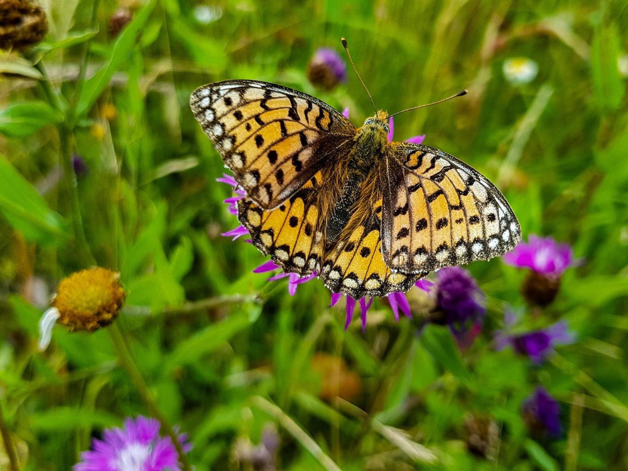Feriendorf Wasserkuppe Abtsroda ภายนอก รูปภาพ